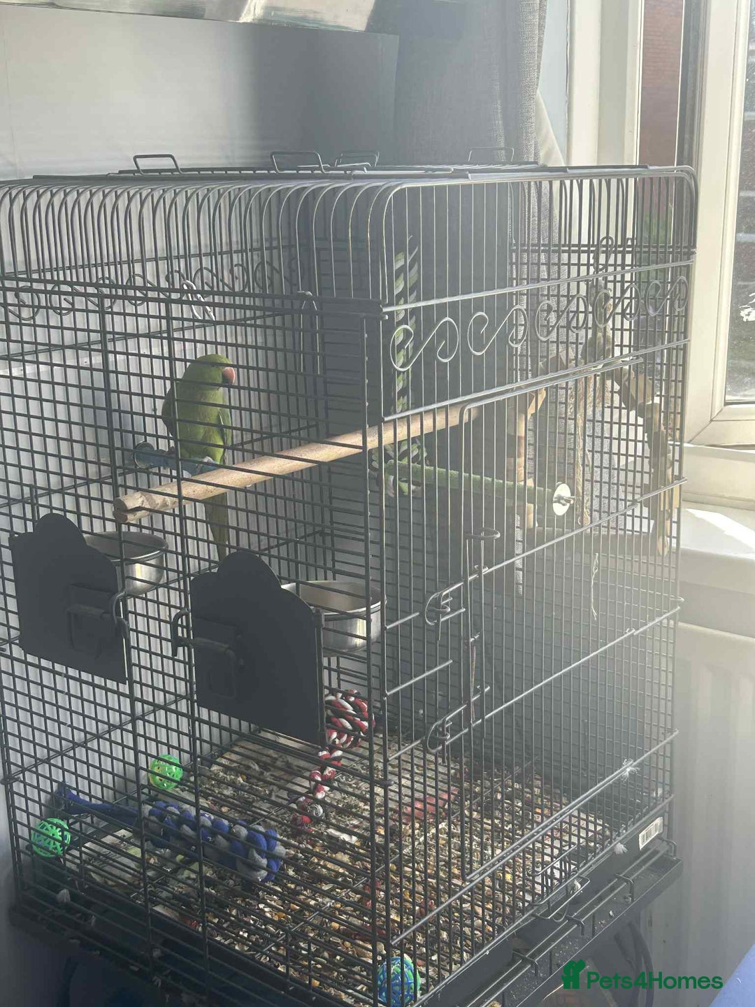Ringnecks birds for sale: Indian ringneck 7 month old - Image 3