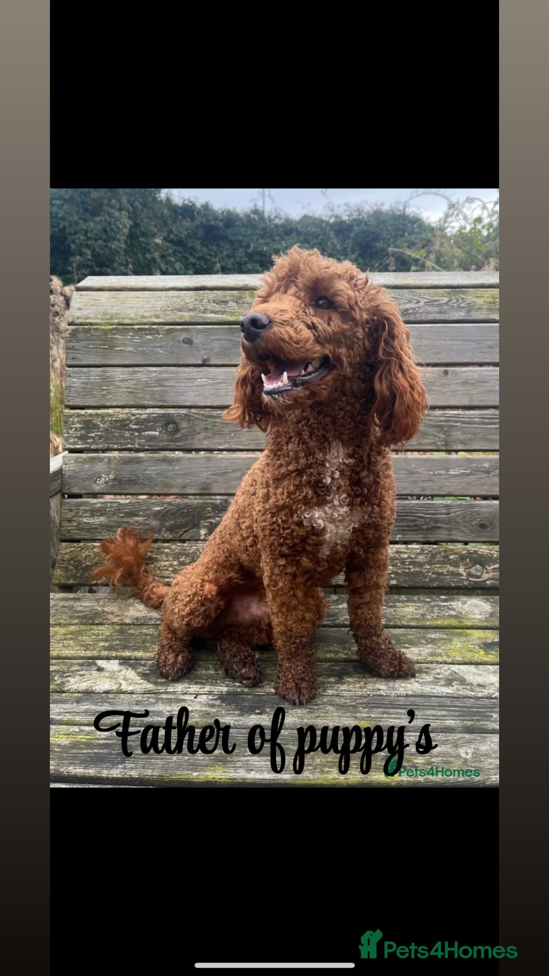 Cavapoo dogs for sale: DNA clear cavapoo puppies  - Advert 10