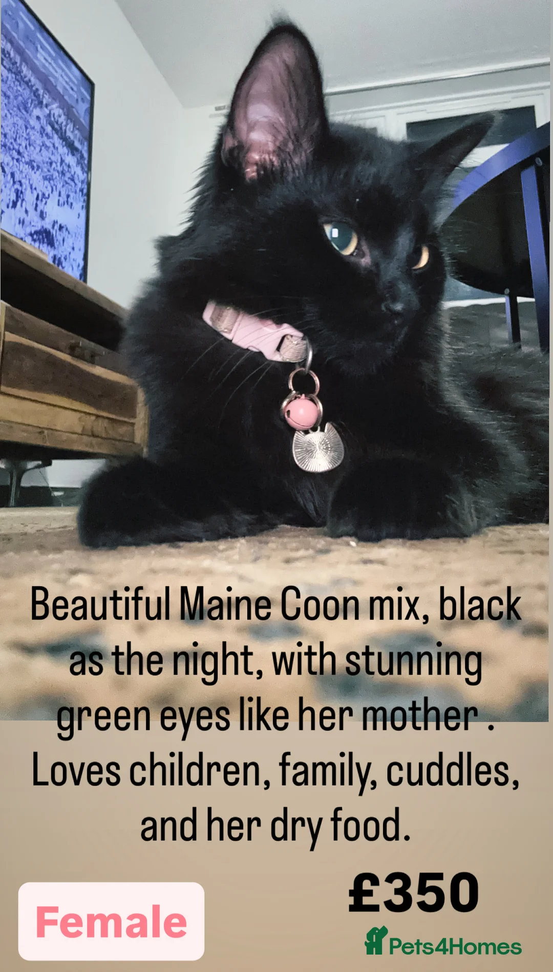 Maine Coon cats for sale: Beautiful Maincoon cross kitten for sell - Advert 1