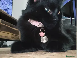 Maine Coon cats Beautiful Maincoon cross kitten for sell - Advert 8