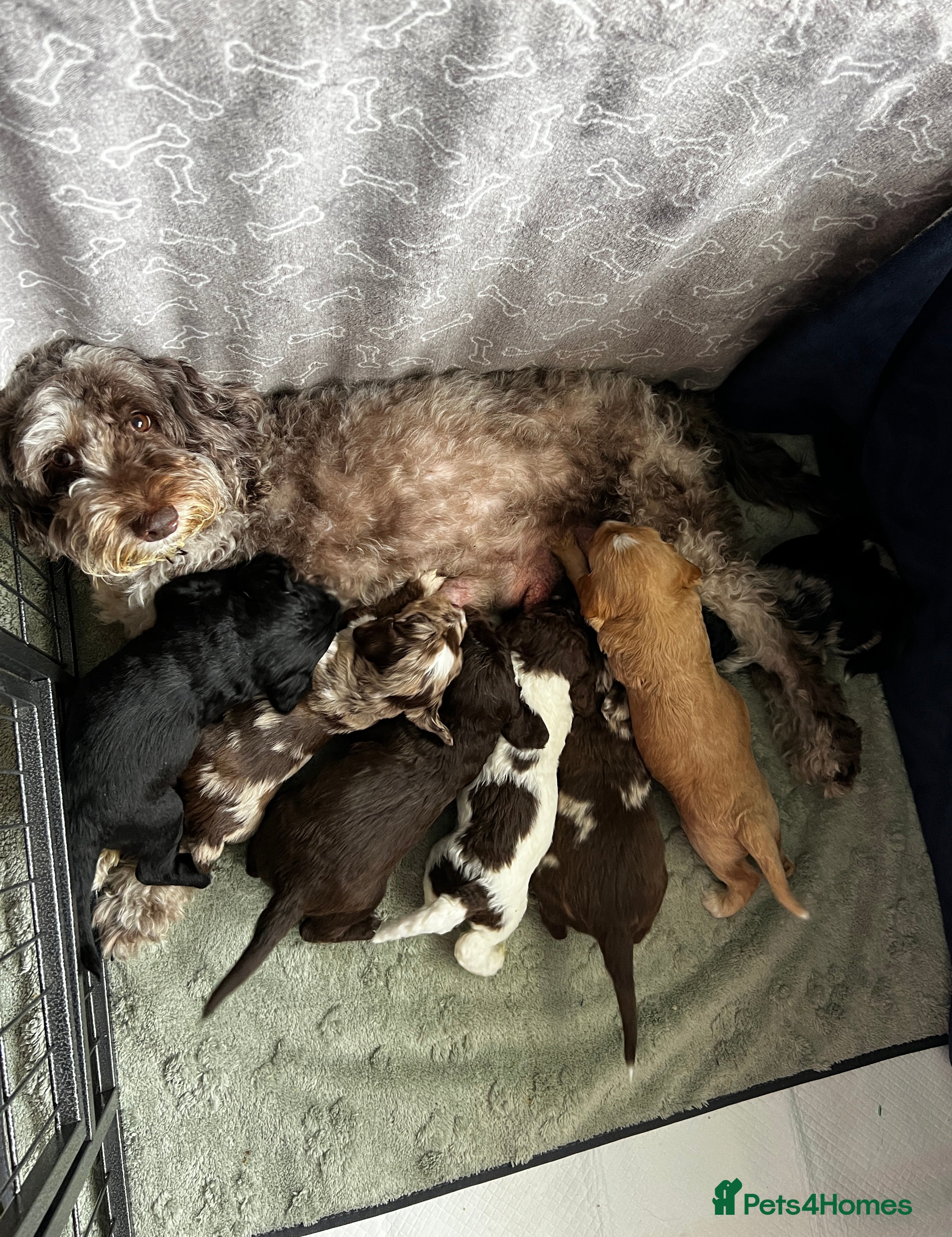 Sproodle dogs 🎉 A Joyful Announcement from Our fam Pet Team! 🎉 in Larkhall - Advert 3