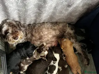 Sproodle dogs 🎉 A Joyful Announcement from Our fam Pet Team! 🎉 in Larkhall - Advert 3