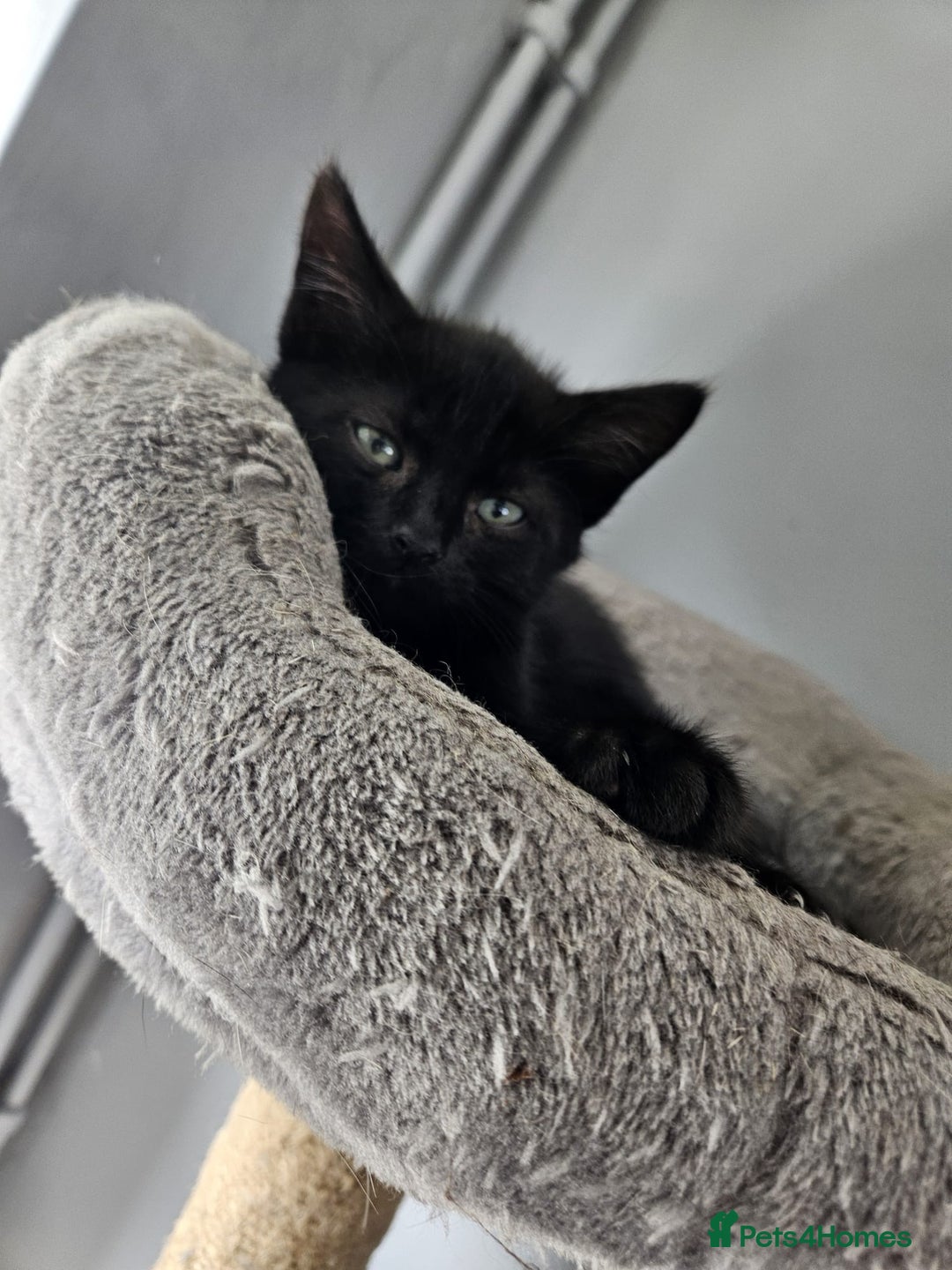 British Shorthair cats for sale: 4 beautiful kittens for sale  - Image 8