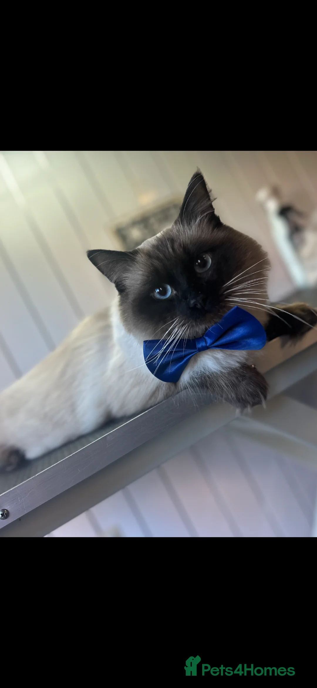 Ragdoll cats for sale: 4 beautiful kittens  - Advert 2