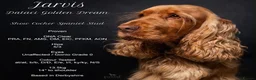 Cocker Spaniel dogs for sale: Beautiful show type cocker spaniel  in Doncaster - Advert 15