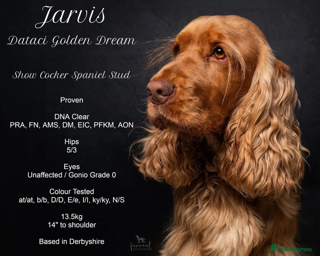 Cocker Spaniel dogs for sale: Beautiful show type cocker spaniel  in Doncaster - Advert 15