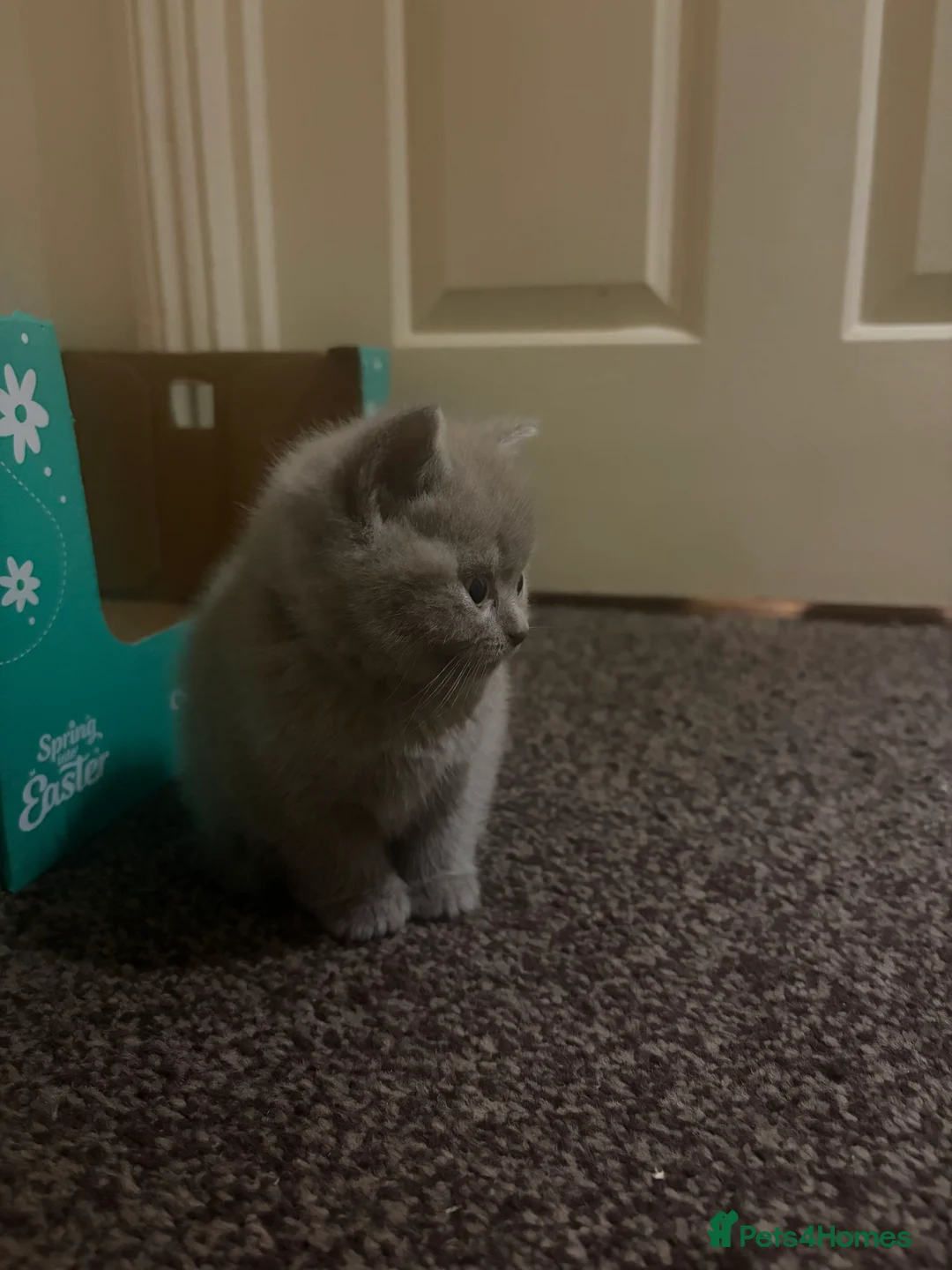 British Shorthair cats for sale: Cute and cuddly British Shorthaired kittens  - Advert 9