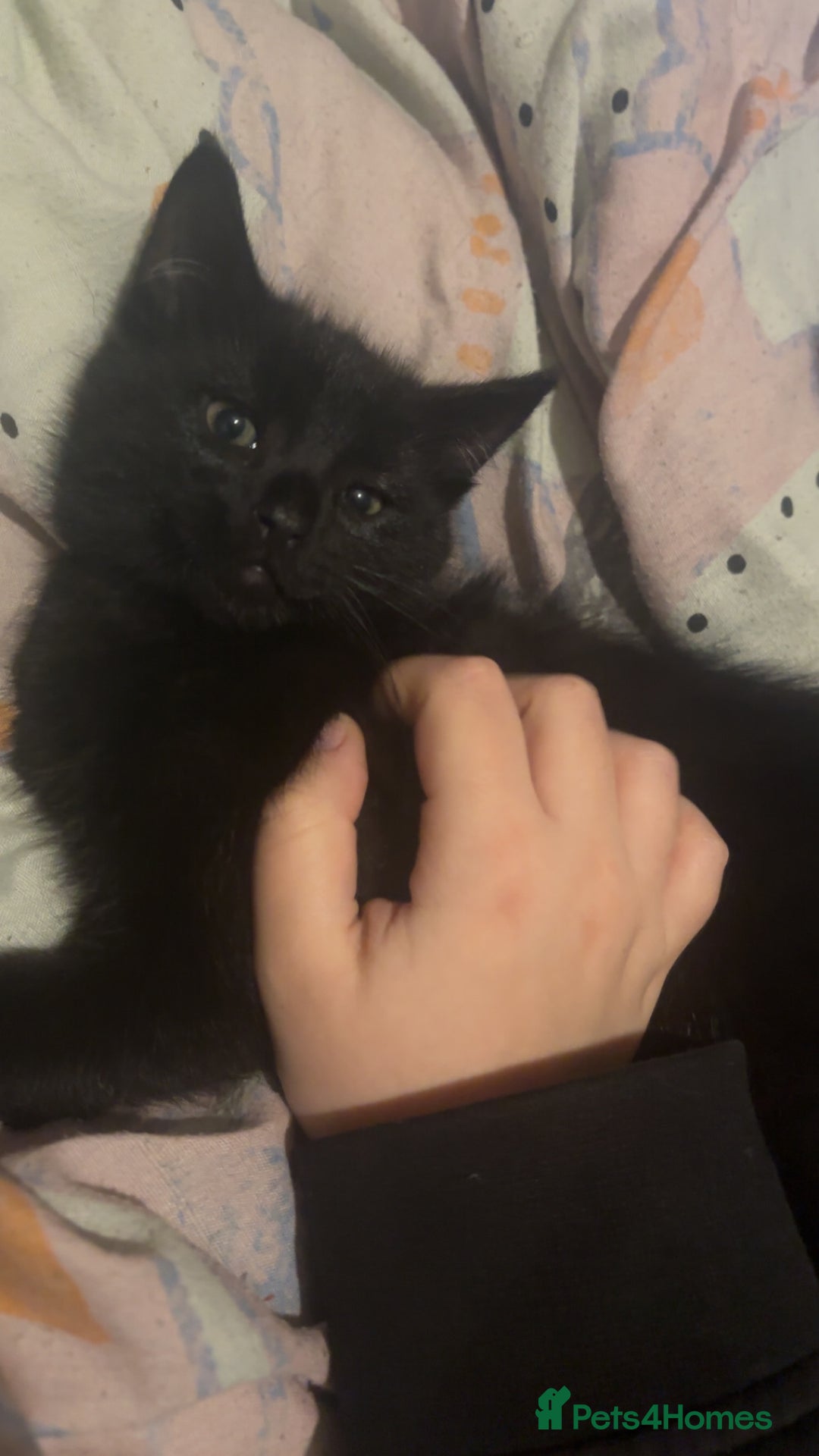 Mixed Breed cats for sale: 3 Lovely Kits for Sale  - Advert 9