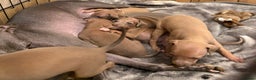 Italian Greyhound dogs for sale: KC Champion lines ⭐️ Italian Greyhound puppies  - Advert 16
