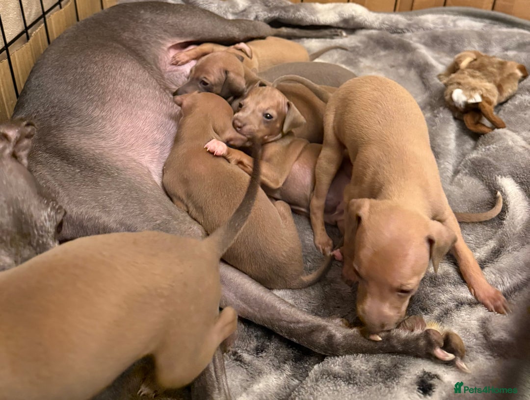 Italian Greyhound dogs for sale: KC Champion lines ⭐️ Italian Greyhound puppies  - Advert 16