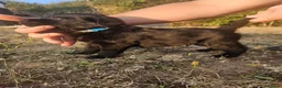 Labrador Retriever dogs for sale: Beautiful Labrador Retriever Puppies  - Advert 9
