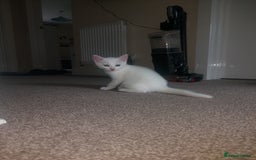 Domestic Shorthair cats for sale: 4 beautiful kittens - Image 11