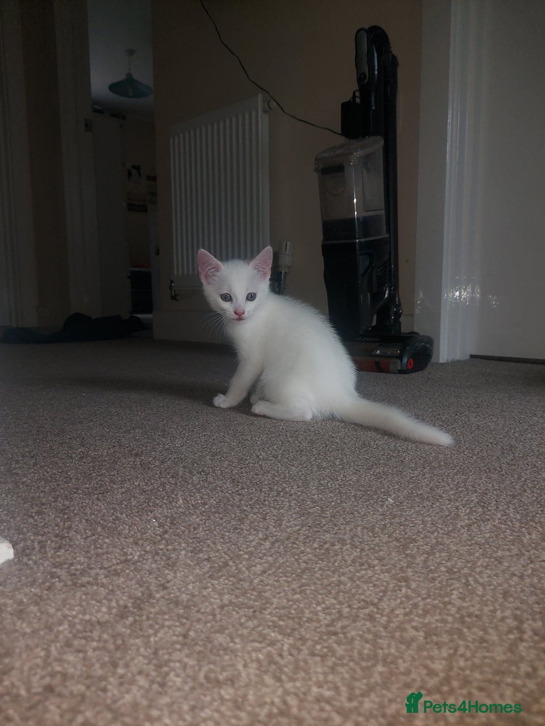 Domestic Shorthair cats for sale: 4 beautiful kittens - Image 11