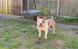Mixed Breed dogs for sale: French bulldog cross pocket bully - Image 13
