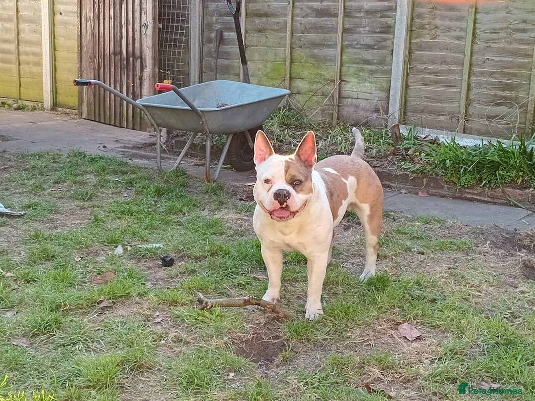 Mixed Breed dogs for sale: French bulldog cross pocket bully - Image 13