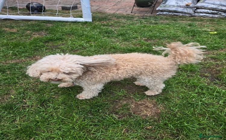 Maltipoo dogs in Tewkesbury - Advert 11