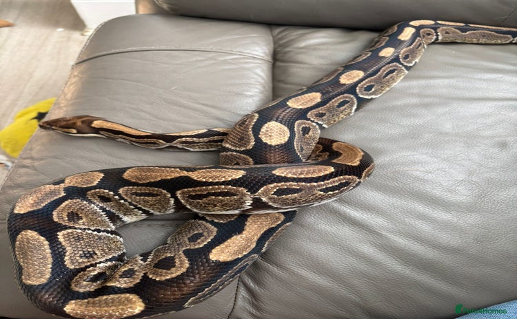 Python Snake reptiles - Advert 1
