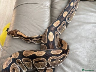 Python Snake reptiles - Advert 25