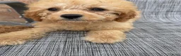 Cavapoo dogs for sale: Toy cavapoos  - Advert 7