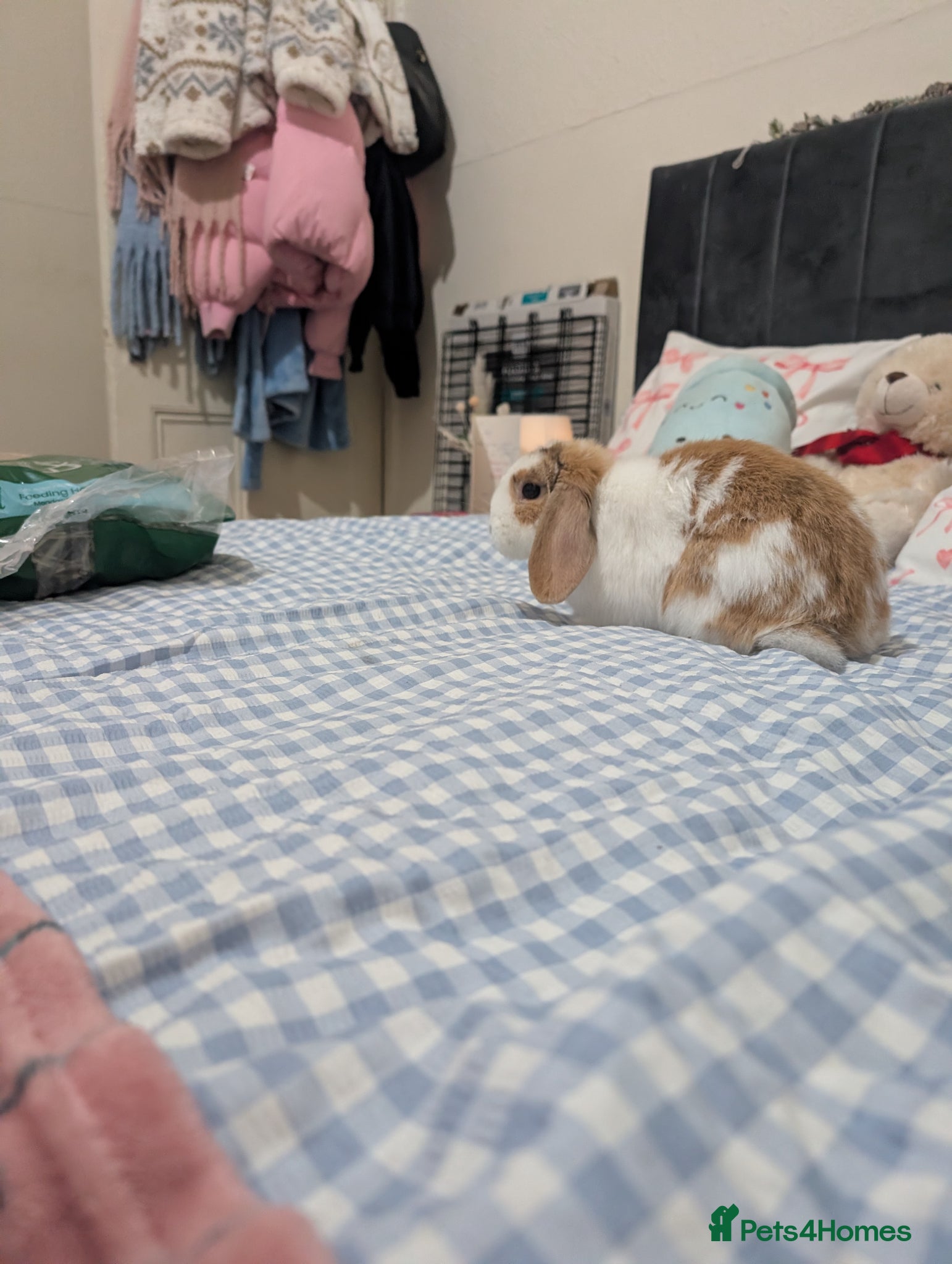 Mini Lop rabbits Beautiful rabbit for sale  - Advert 9