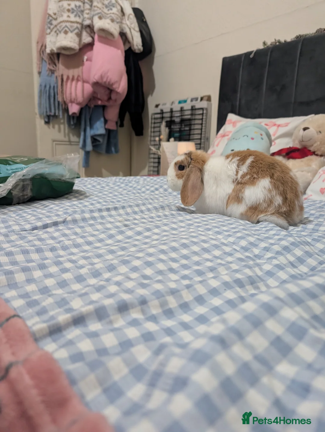 Mini Lop rabbits for sale: Beautiful rabbit for sale  in Manchester - Advert 1