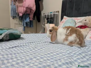 Mini Lop rabbits Beautiful rabbit for sale - Advert 9