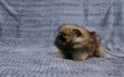 Pomeranian dogs for sale: Gorgeous Teddy Bear Pomeranian Puppies - Image 15