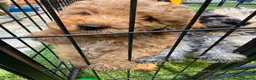 Labradoodle dogs for sale: Our Therapy Dog has had a litter of Labradoodles  - Advert 9
