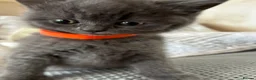 British Shorthair cats for sale: Blue British Shorthair Kittens  3 boys 1 girl - Advert 26