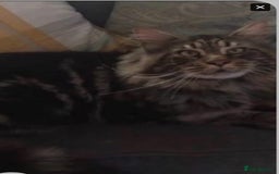 Mixed Breed cats for sale: Stunning snow Bengal x Maincoon kittens  - Image 4