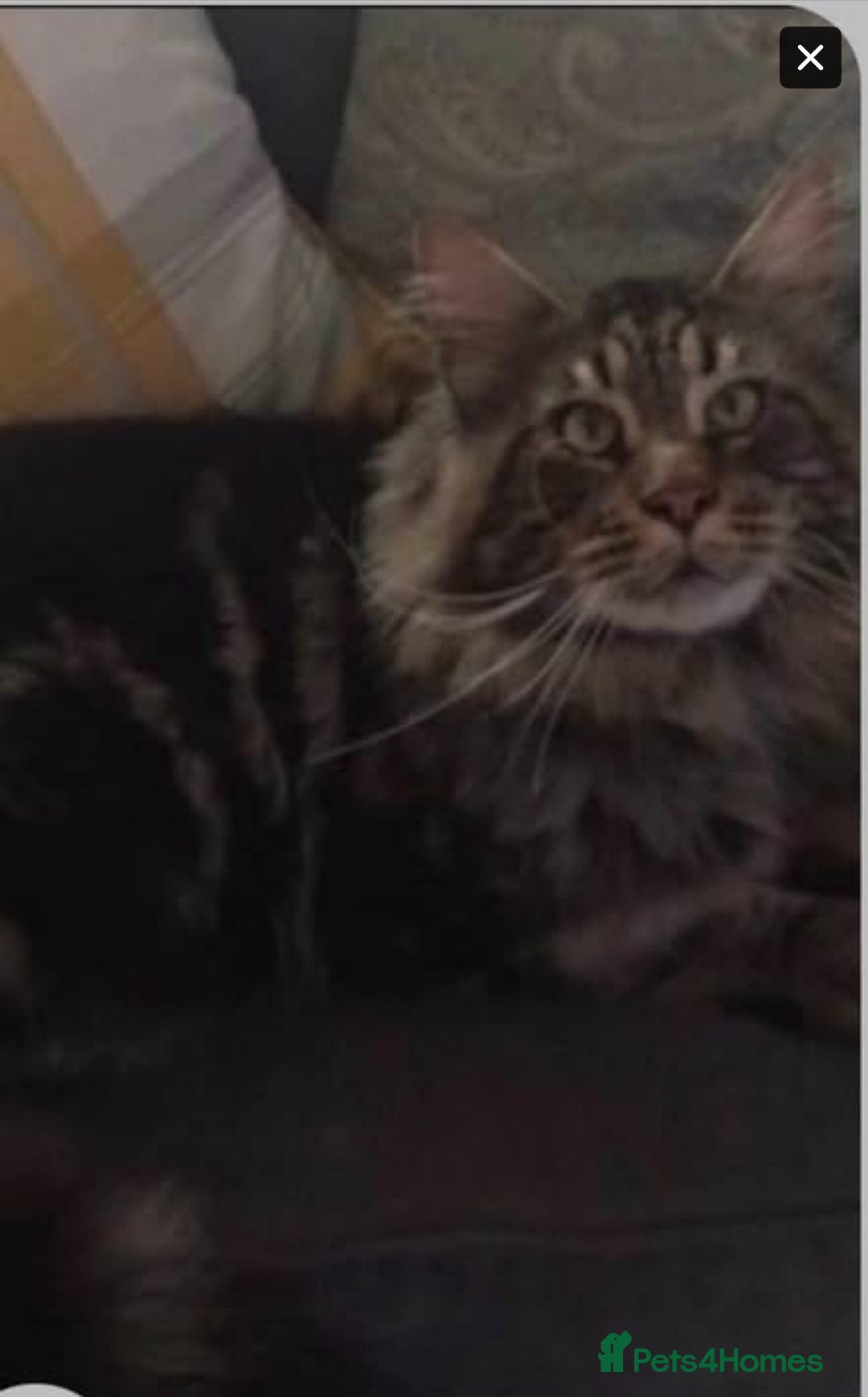 Mixed Breed cats for sale: Stunning snow Bengal x Maincoon kittens  - Image 4