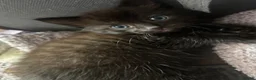 Mixed Breed cats for sale: Male kitten - Advert 3