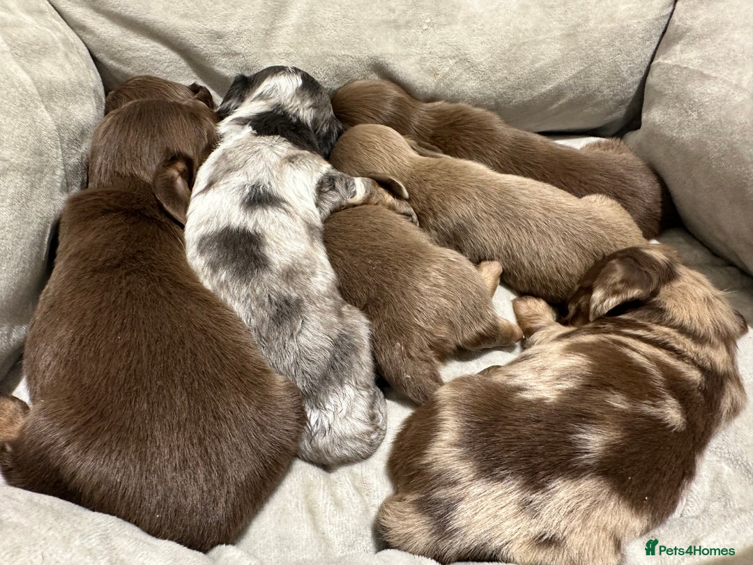 Miniature Dachshund dogs for sale: **MINI LONG HAIRED DACHSHUND** - Image 11