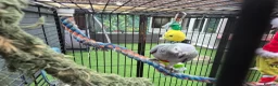 Parrots birds for sale: African grey bird cage For Sale - Advert 4