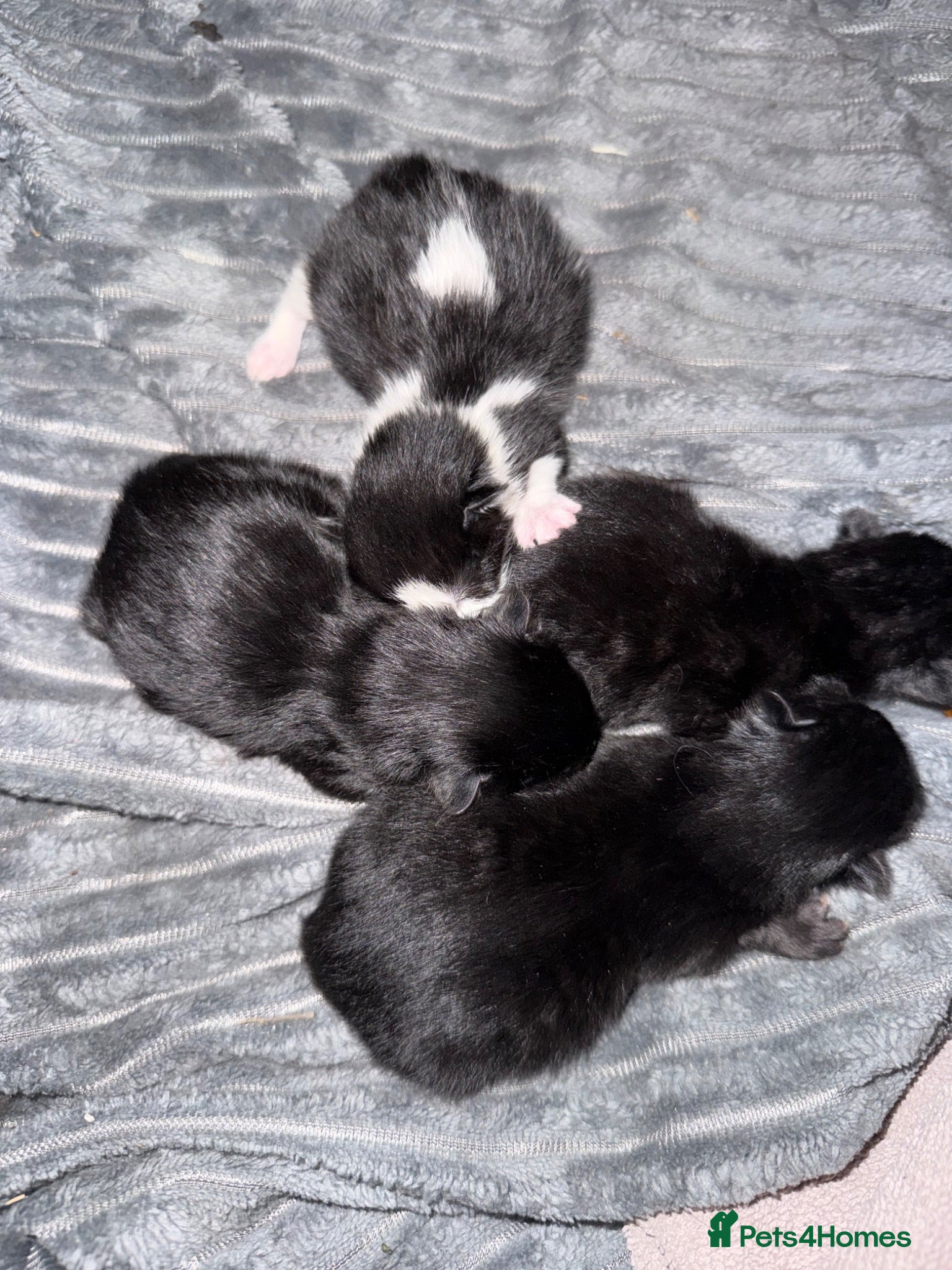 Mixed Breed cats 4 beautiful kittens ready to go now! - Advert 4