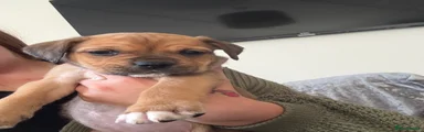 Mixed Breed Puppy 3