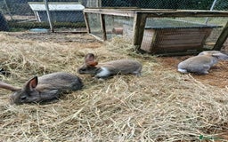 Mixed Breed rabbits for sale: Beautiful baby rabbits, ready for new home. - Image 3