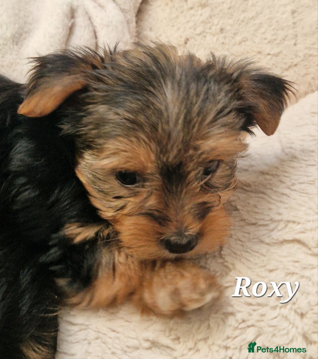Yorkshire Terrier dogs for sale: Beautiful yorkie puppies - Advert 13