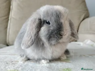 Mini Lop rabbits Baby mini lop for sale - Advert 3
