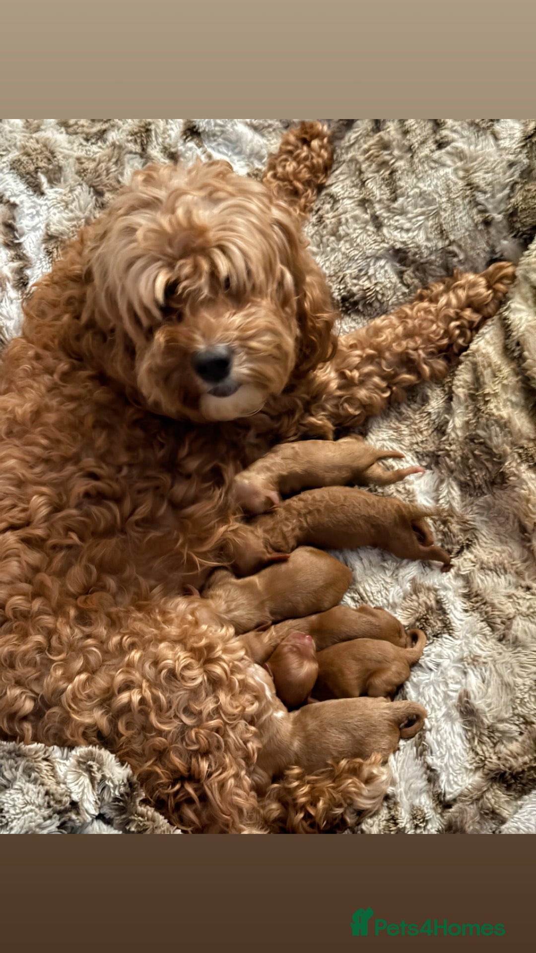 Cockapoo dogs for sale:  F1b Miniature Cockapoo Puppies fox red colour  - Advert 2