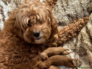 Cockapoo dogs F1b Miniature Cockapoo Puppies fox red colour - Advert 17