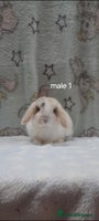 Mini Lop rabbits Male and female mini lops - Advert 3