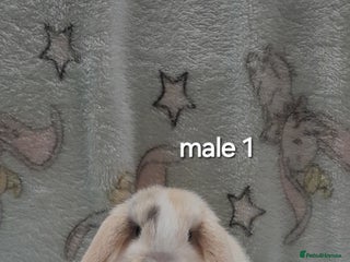 Mini Lop rabbits Male and female mini lops - Advert 4