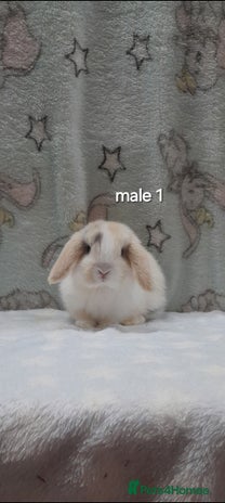 Mini Lop rabbits Male and female mini lops - Advert 16
