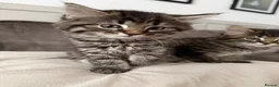 Maine Coon cats for sale: 🐾 Beautiful Maine Coon Kittens Ready Now! 🐾 - Advert 2