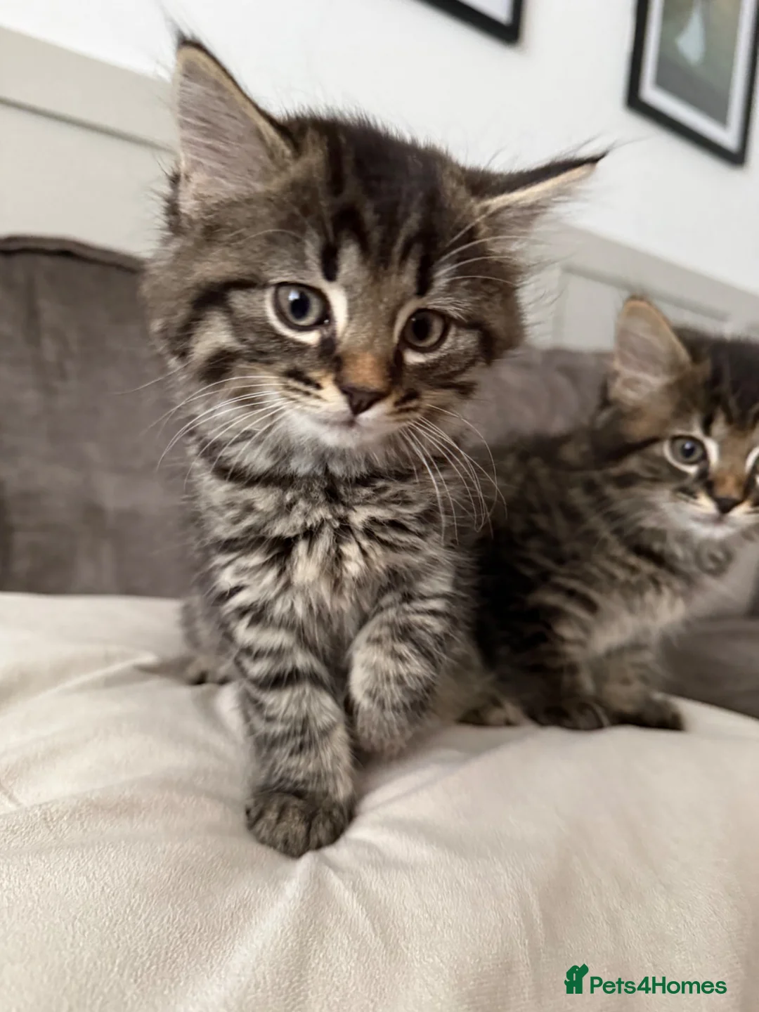 Maine Coon cats for sale: 🐾 Beautiful Maine Coon Kittens Ready Now! 🐾 - Advert 2