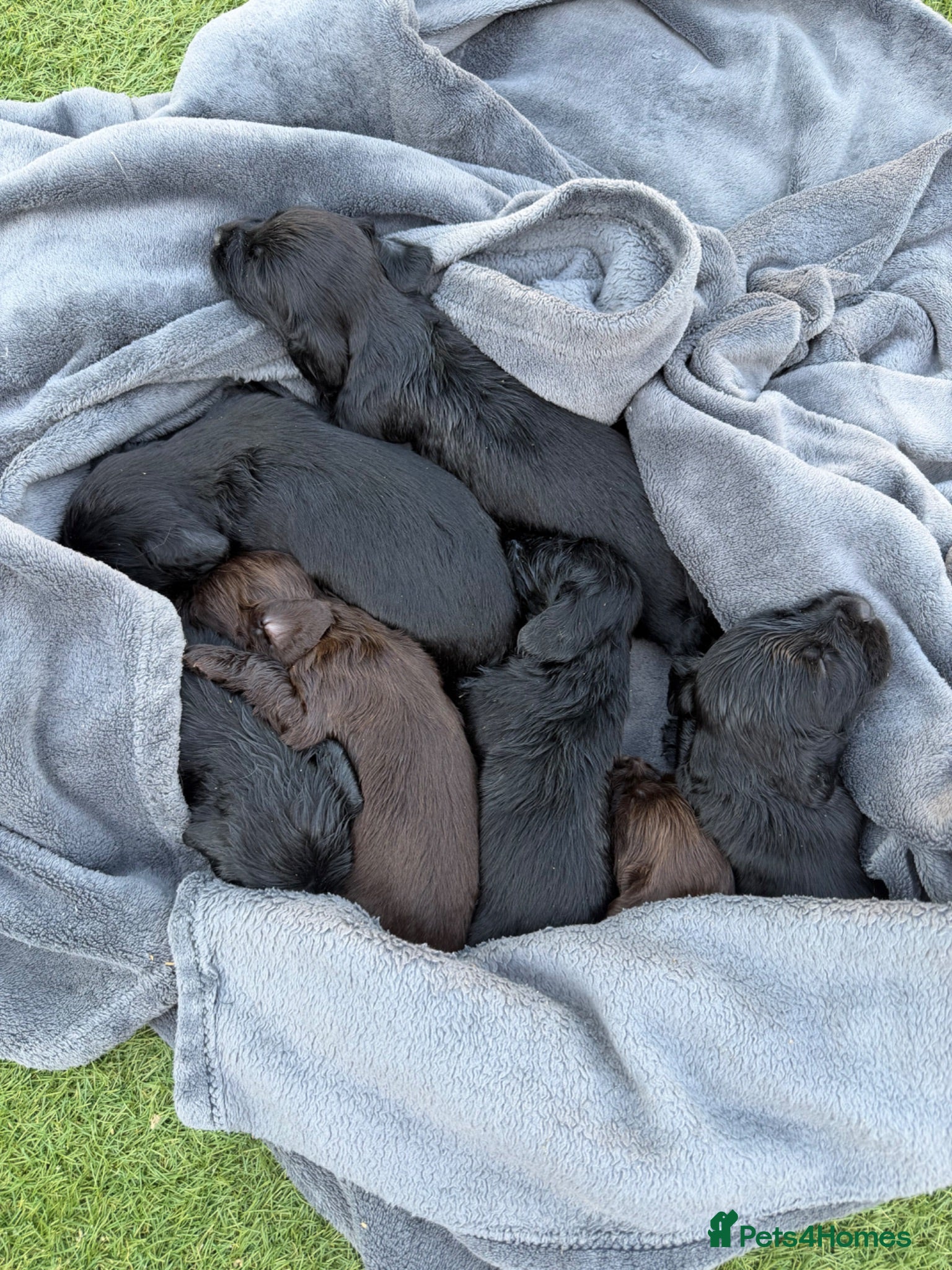 Cocker Spaniel dogs Cocker spaniel dog pups - Advert 16