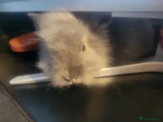 Lionhead rabbits Baby Lion heads needing a home - Advert 1