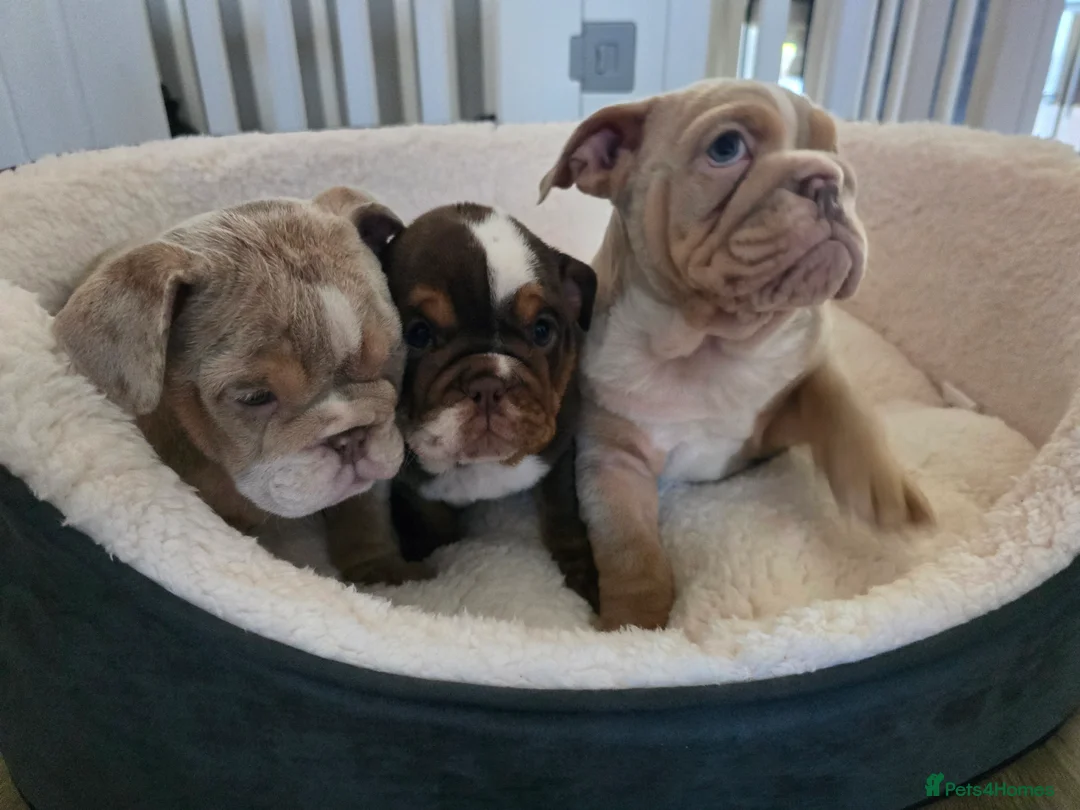 English Bulldog dogs for sale: ✨ English Bulldog Puppies Exceptional Bloodlines ✨ - Advert 25