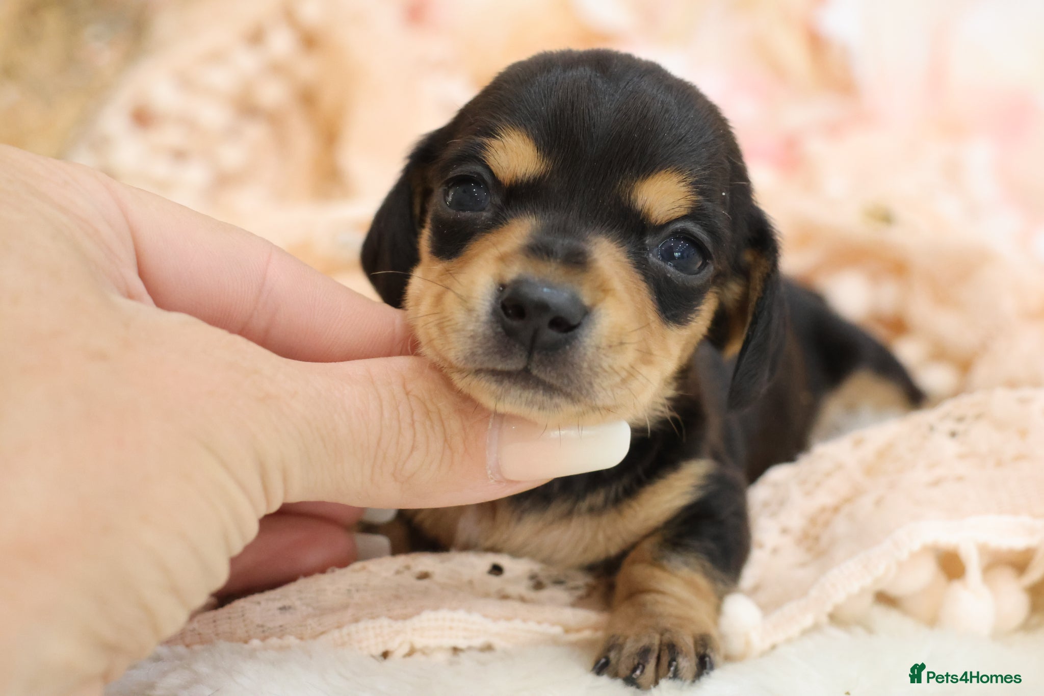 Miniature Dachshund dogs KC Miniature Dachshund Puppies - Advert 18